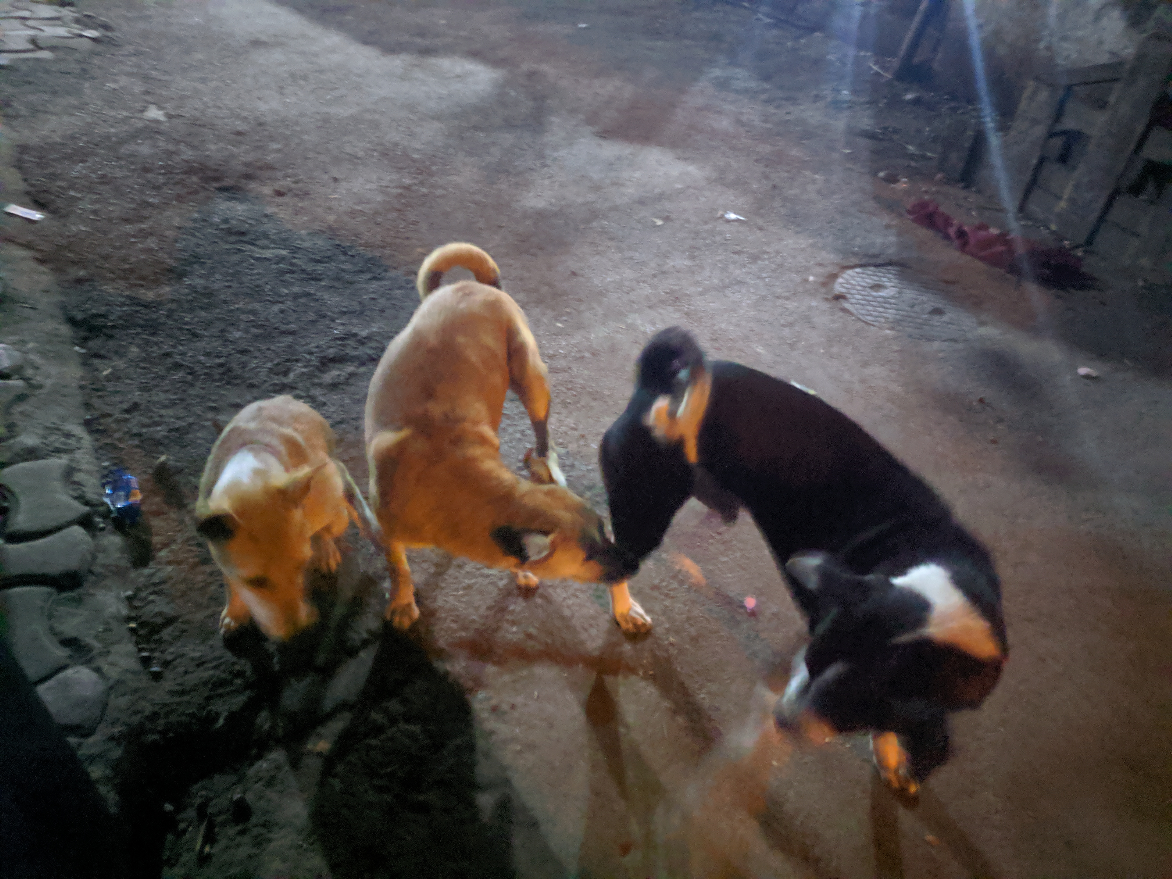 Three dogs on the road