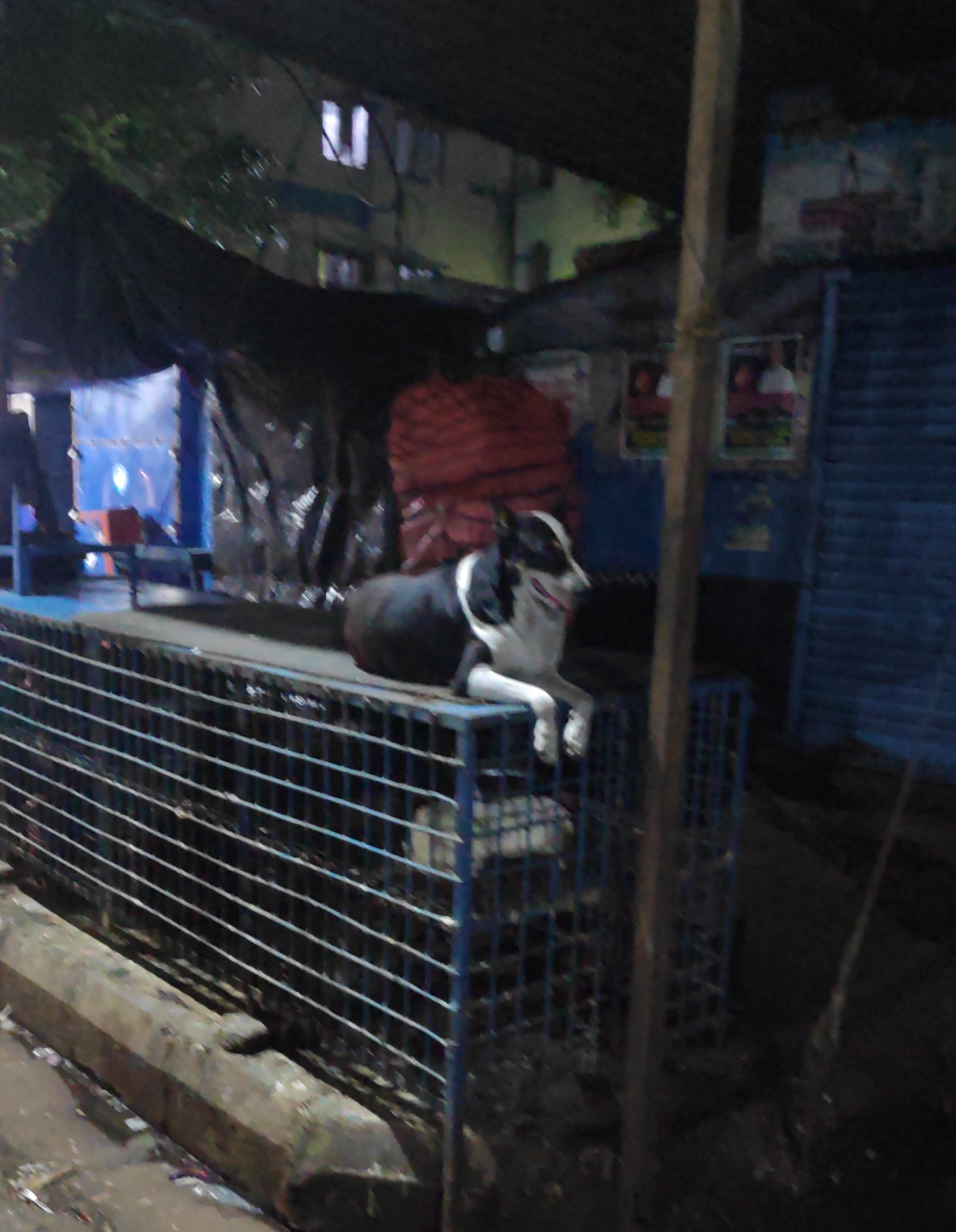 A dog sitting on a chicken shop's jail