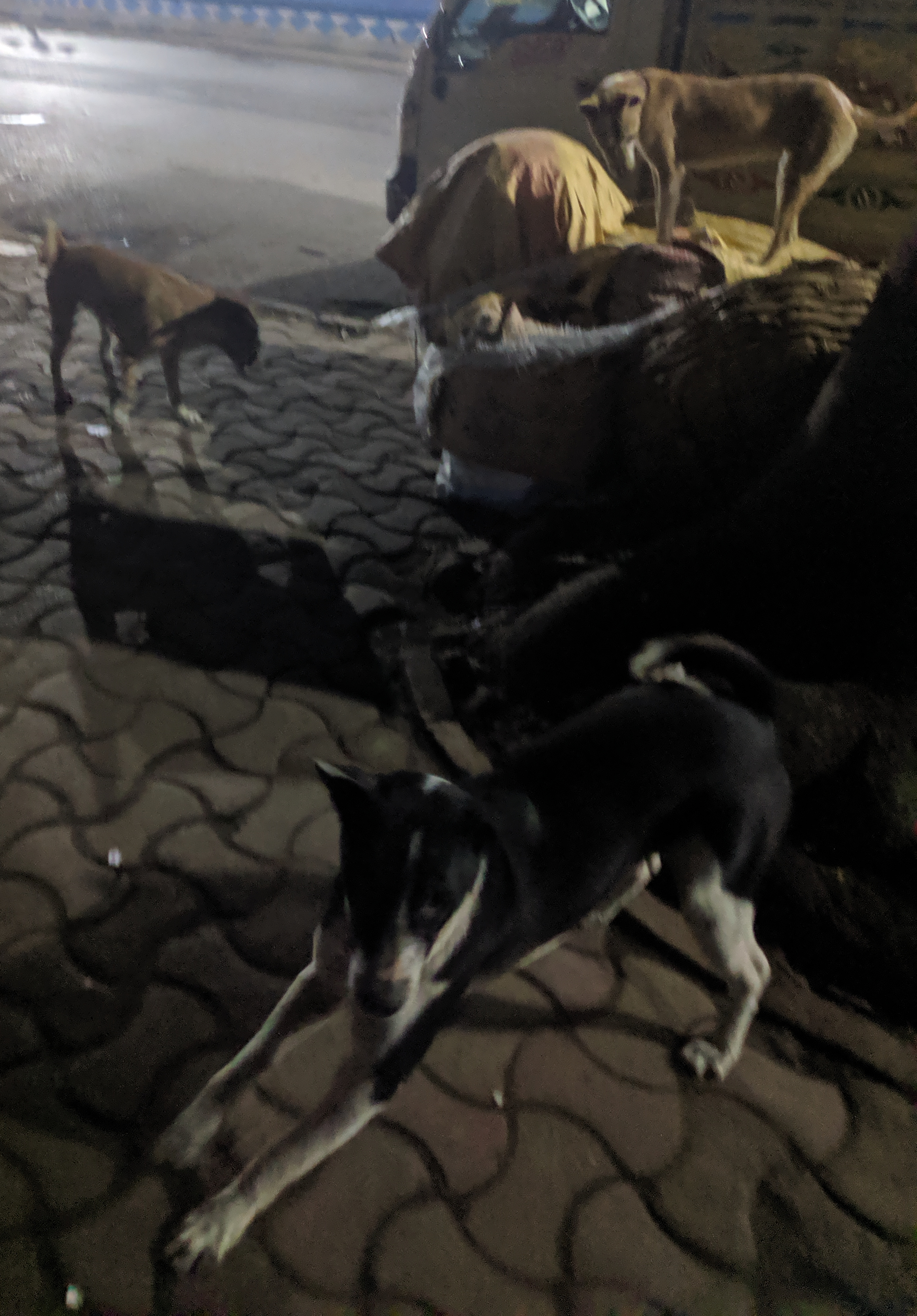 Three dogs excited